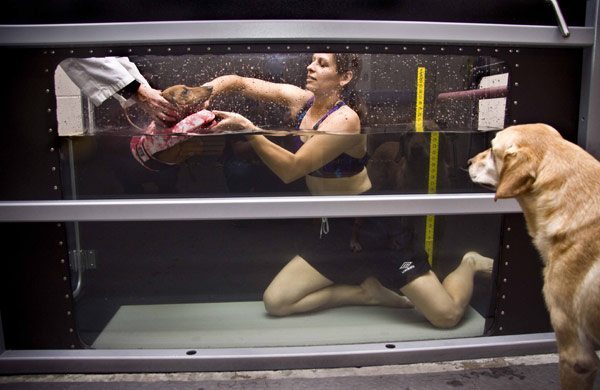 Dr. Romany Pinto helps Hans, a miniature dachshund, with his daily rehabilitation in the underwater treadmill at the Western College of Veterinary Medicine in Saskatoon. The tank also doubles as a swimming pool.  (WP photo by William DeKay)