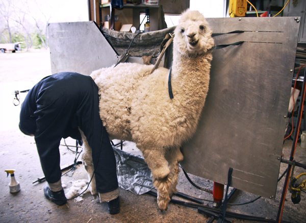 blog-alpaca1