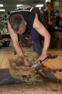 bjg2 Shearer Dave Carlson relieved a Shetland sheep of its fleece, using manual clippers that the contest rules require.