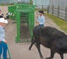 A tagging and body condition score demonstration took place during the Western Beef Development Centre’s 14th annual field day held at the Termuende Research Ranch near Lanigan, Sask., June 26. | William DeKay photo