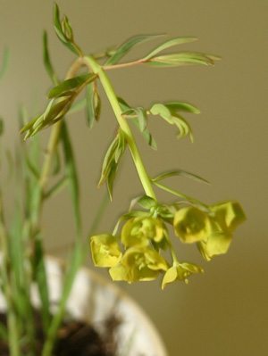 The leafy spurge has become a common problem for prairie producers. | File photo