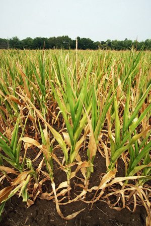 Corn crops in the US Midwest will have greatly reduced yields for 2012.