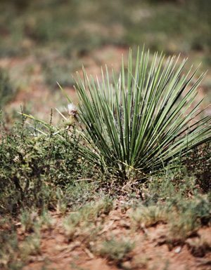 Few plants thrive in pastures, forces producers to sell off herds.