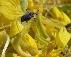 Officials believe the cabbage seedpod weevil hasn't moved into Alberta's Peace River region. | File photo