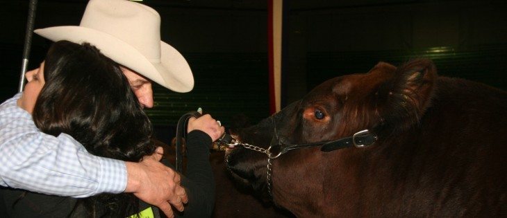 Clayton Gibson and daughter Callie share a hug after their ranch, Six Mile Red Angus, won the grand and reserve champion Red Angus bull honours at the National Western Stock Show in Denver on Jan. 14. Six Mile Angus is near  Fir Mountain, Sask., and dominated the bull classes this year. | Barbara Duckworth photo