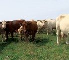 New dietary trends see grass fed beef sales increasing,
but consistency can be tough to manage when grassy pastures are covered in snow. | File photo