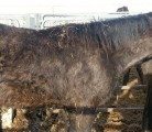Temporary or permanent homes are being sought for at least 20 of the seized horses, including seven bred mares, one mature stallion, one weanling, three colts, seven fillies and two miniature horses. | Photo courtesy the Saskatchewan SPCA
