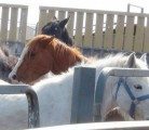 The Saskatchewan SPCA has found new homes for 25 neglected horses that were seized from a Saskatchewan farm in late March following a lengthy investigation. | Photo courtesy the Saskatchewan SPCA