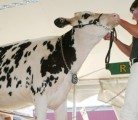 This Holstein heifer born in September 2012 sold for $265,000 at the Rocky Mountain Holsteins sale held July 9 at the farm at Cochrane, Alta. The buyer was Jim Stanton of Ilderton, Ont. Stanton also bought a full sister to this female for $95,000. | Barbara Duckworth photo