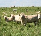 The federal government has provided $14 million to the beef science research cluster. Some of the money is devoted to forage breeding research as well as feed efficiency. This group of cows were grazing near Soderglen Ranch, west of Airdrie, Alta.