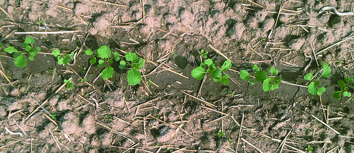 Stephen Petluk says he achieved 100 percent germination on fields seeded with his Monosem planter, mainly because the seed doesn’t bounce through an air delivery system. | Stephen Petluk photo