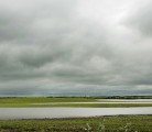Water has collected on a canola field near Vitera terminal 5 Km. east of Waldron. | Robin Booker photo