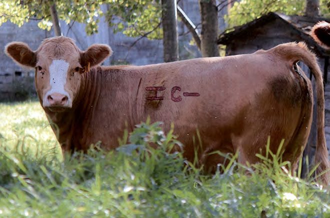 The photo supplied to the WP has had the brand highlighted to make it more obvious. | Supplied photo
