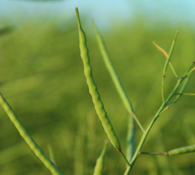 Importers have already purchased a sizable portion of the 2014 canola crop for the fall-to-December delivery period. | D’Arce McMillan photo.