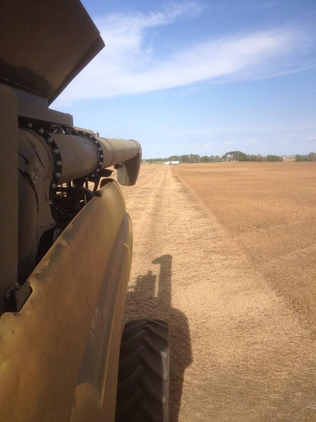 Ward Kvemshagen @wkvemshagen @westernproducer #harvest14 peas are off and ready to go swath some canola.
