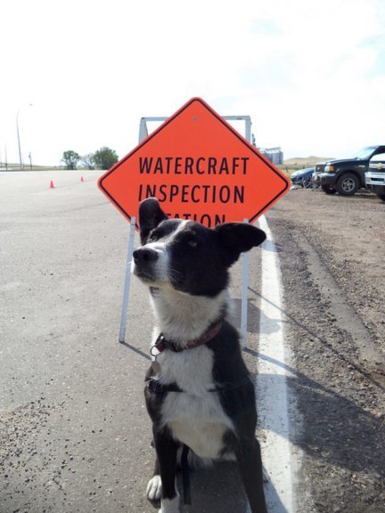 Checkpoints to prevent zebra and quagga mussels from entering Alberta have gone to the dogs. Five dogs, to be exact. | photo courtesy Alberta Environment and Sustainable Resources