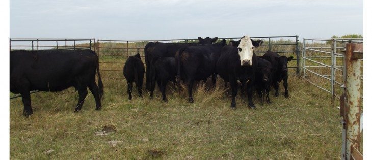 Hot cattle were recovered after being missing since 2008.  |  RCMP photo