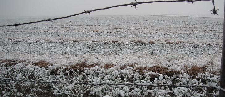Standing crops were barely standing Sept. 9 in the Pincher Creek, Alta., region after wet snow fell across the southwestern part of the province. | Tracy Glen photo