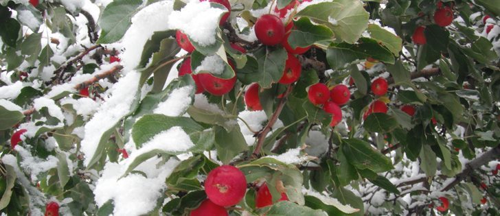 Sunflowers and echinacea bear up under an unseasonal Sept. 9 snowfall at Crestview Lodge in Pincher Creek, Alta. Heavy snow also caused extensive tree damage in some areas of southern Alberta, although this crab apple tree is still holding up. | Tracy Glen photo