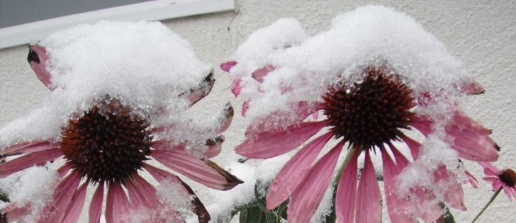 Sunflowers and echinacea bear up under an unseasonal Sept. 9 snowfall at Crestview Lodge in Pincher Creek, Alta. Heavy snow also caused extensive tree damage in some areas of southern Alberta, although this crab apple tree is still holding up. | Tracy Glen photo