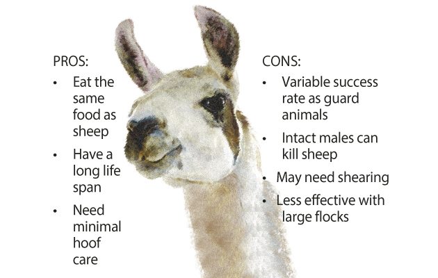 llama