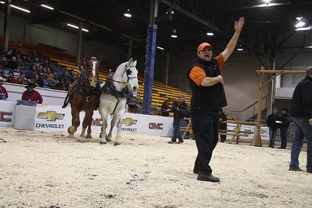 Twenty-three horse pull teams brought in $21,425 during a sponsorship auction at Agribition Nov. 24, 2014. Karen Briere photo