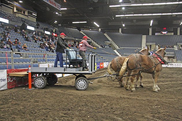 Ken Schreiner of Nipawin, Sask. backs up his team to the dock so his helper, Niall Campbell, can unload the feed as part of the chore team competition at Canadian Western Agribition. | Karen Briere photo