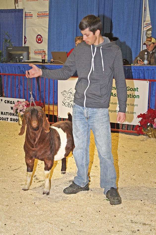 Landon Spokowski, of Calico Creek Goats, with High Octane Beats from the East in the sale ring at Canadian Western Agribition Nov. 25. The buckling topped the sale at $1,350. | Karen Briere photo