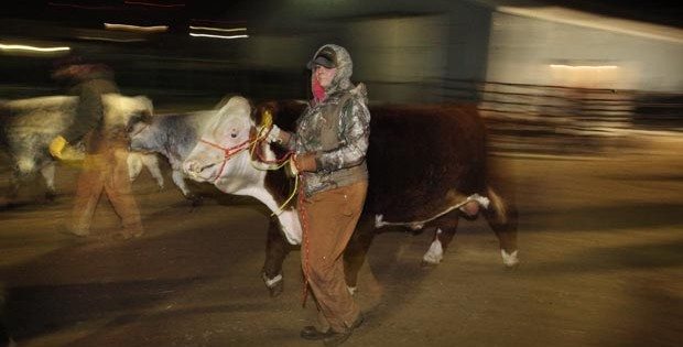 Katlyn Galbraith leads Richaud Stock Farm's Investigator, a two year old Hereford bull to Agribition's tie-outs. All cattle are moved to cooler conditions overnight and brought back into the large indoor barns each morning. | Michael Raine photo