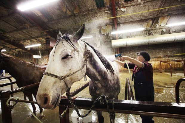 A little to the left, oh, yeah, that's the spot. Seven year old Quarter Horse, Esprit is train-the-trainer Mabel Elliott's personal demonstration horse. Elliot is preparing her animals for three shows a day at Regina's Agribition livestock event where she holds workshops for horse owners and trainers. Elloitt brought her animals from Langham, Sask. | Michael Raine photo