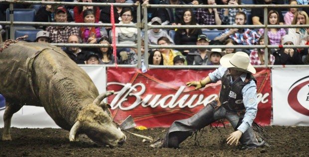 Ronny Delarue faces off with U-Turn after the bull cut his ride short during Agribitions' Canadian Cowboys' Association Finals Rodeo in Regina. | Michael Raine photo