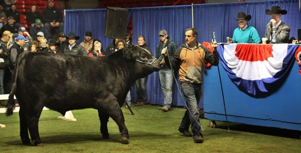 MJR_21k_yearling_bull_web