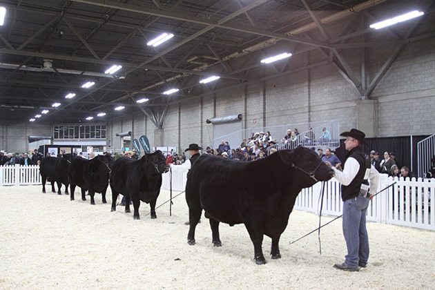 The two year Black Angus class at Farmfair. Richard Latimer of Remintall CAttle Co., won the class and later won Grand Champion Black Angus Bull. | Mary MacArthur photo.