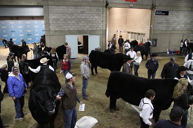 Behind the scenes waiting for the final black angus championship class at Farmfair. | Mary MacArthur photo.