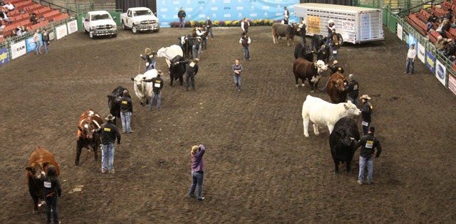 The bulls have entered the ring and the judging of the differerent breeds have begun to choose the supreme champion at Farmfair.
