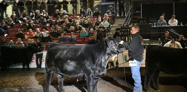 Garth Rancier, of Killam, Alta., wins the Supreme Champions female show at Farmfair. The simmental cow's family has won three trucks from Farmfair and won twice at Agribition.