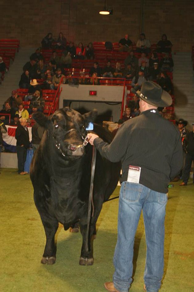 The top selling bull of the Power and Perfection sale held during Canadian Western #Agribition2014 Nov. 28 was from Remitall Farms, Olds, Alta. It sold for $62,000 to Breed Creek Angus, Mankota, Sask.