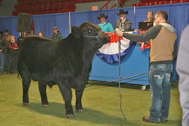 This yearling bull from Wiwa Creek Angus, Rush Lake, Sask. sold for $21,000 to Cecil and Brenda Mantei, Estevan, Sask. at the Power and Perfection Sale held during Canadian Western #Agribition2014 in Regina Nov. 28.