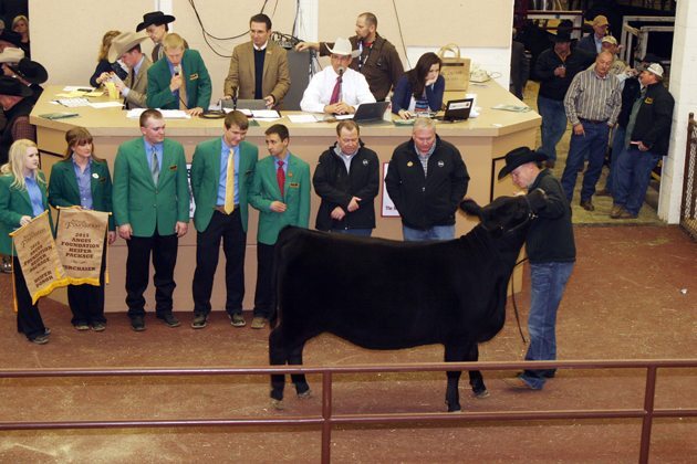 This heifer contributed by 44 Farms of Cameron, Texas, was sold at the Angus Foundation sale held at the National Western Stock Show in Denver, Colo. on Jan. 14. The money goes to the Angus Foundation which supports education, research and scholarships for Angus junior members. The young female sold for $175,000 to Herbster Angus Farms of Falls City, Nebraska. The junior Angus members are represented by the young people in green jackets. Bob McClaren owner of 44 Farms is standing on the right behind the heifer named 44 Ruby 3839. | Barbara Duckworth photo