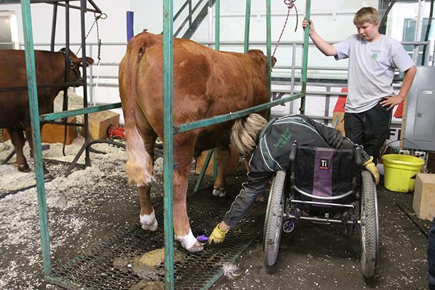 Bryce Chilson watches his sister Hanna clean her calf's feet. It is Hanna's first year in the Battle River Beef Club and is getting some tutoring from her brother. | Mary MacArthur photo