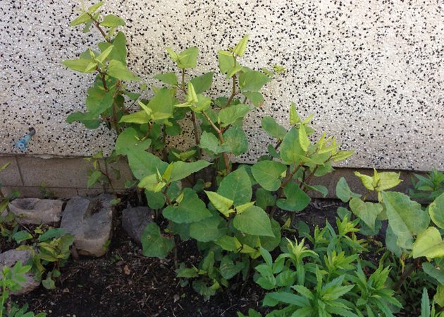 Knotweed Fallopia sp | Photo courtesy Alberta Agriculture & Forestry