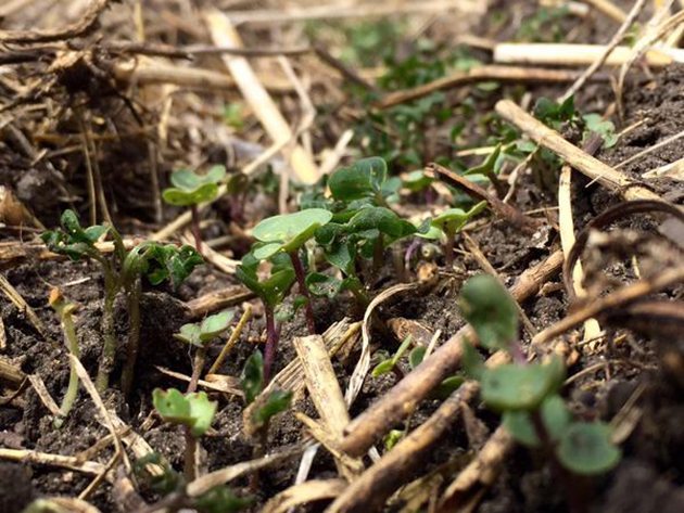 Pictures of crop damage taken on May 30 and 31, 2015 along Highway 10 and Highway 24 near Rapid City, MB. | Agritruth Research Inc. photo