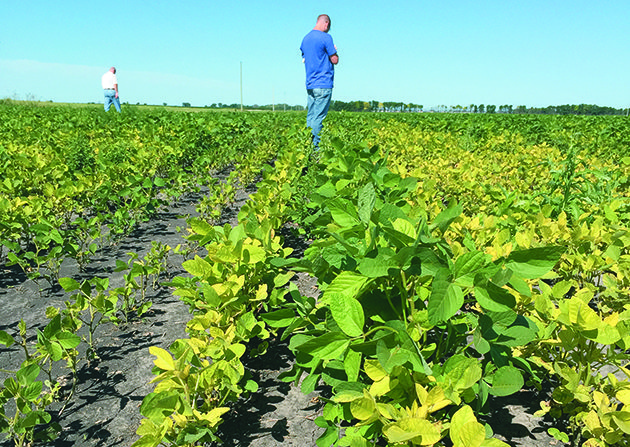 Soybean varieties suffering iron deficiency caused by waterlogged soil can often pull through without severe losses. | Ed White photo