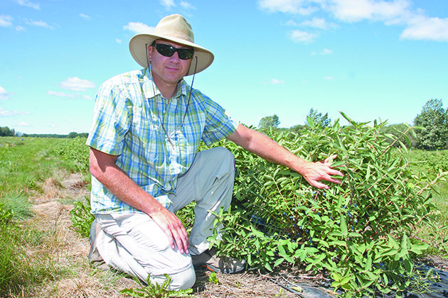 Kreg Alde of Broken Tine Orchard shows berries on one of the farm’s 17,000 haskap bushes. | Mary MacArthur photo