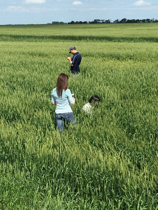 CWB Crop Tour 15 on July 21, 2015 on Highway 3, near Shellbrook, Sask., west of Prince Albert. Spring wheat headed out with lots of moisture.