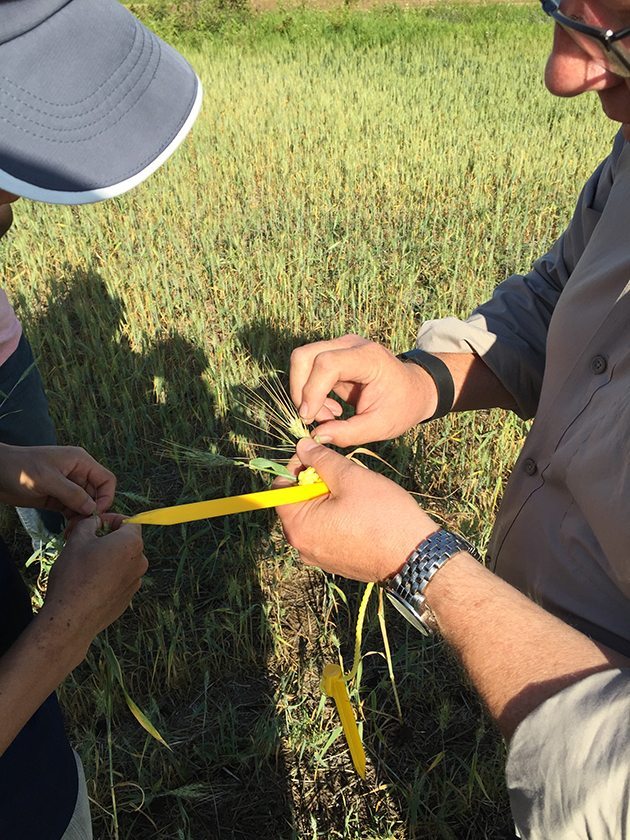 CWB Crop Tour 15 looking at spring wheat northeast of Lloydminster. Counting the number of kernels per head gives estimators a better sense of a field's yield potential.