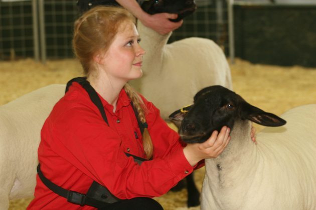 7801-Brennan Munro of the Irricana 4-H Club waits for the judge's decision during the provincial 4-H show held in Olds during Summer Synergy. She ended up with the grand champion ewe lamb. | Barbara Duckworth photo