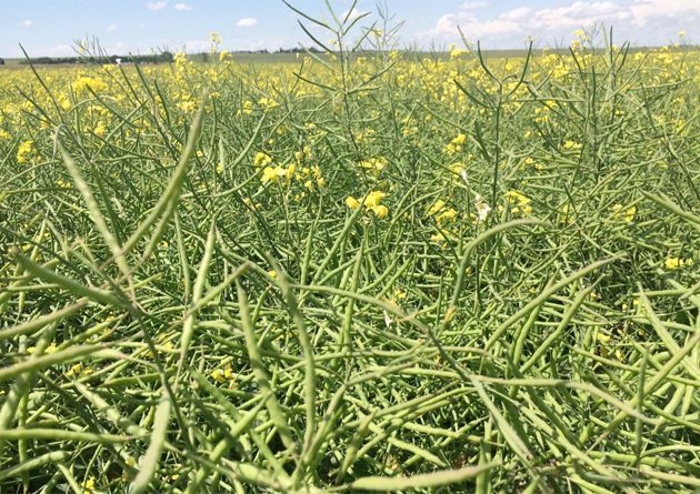 First stop on Alberta leg of the #cwbtour15 is a canola field south of Airdrie. Not a bin buster, but not a write off. Mary MacArthur photo