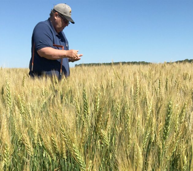 Starbuck farmer Chuck Fossay looking at kernels from a southern Manitoba wheat crop on the CWB crop tour. | Ed White photo