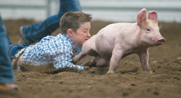 Eight-year-old Marshall Williams let this young porker slip through his hands during the pig scramble event. | Mike Sturk photo